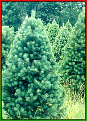 Christmas Tree Evolution
